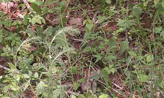 Baby grouse